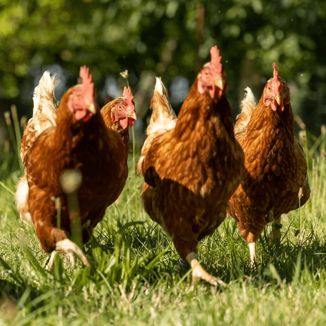 Foto de gallinas en el campo